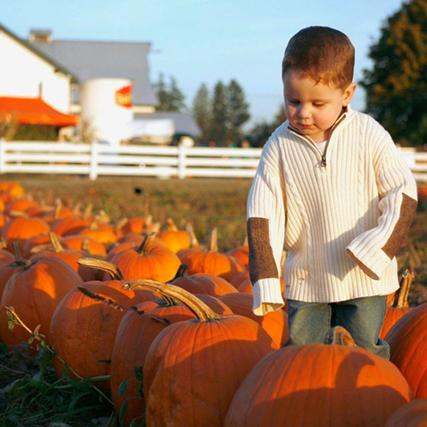 Young Boy In Row Of Pumpkins
