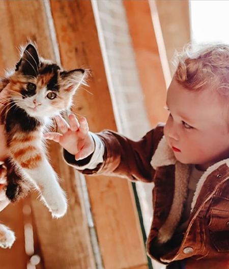 Very Young Boy Petting Cat