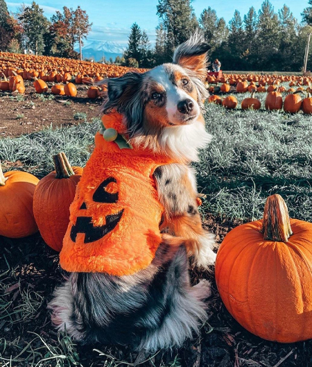 Dog Wearing Pumkpkin Sweater In Pumpkin Patch