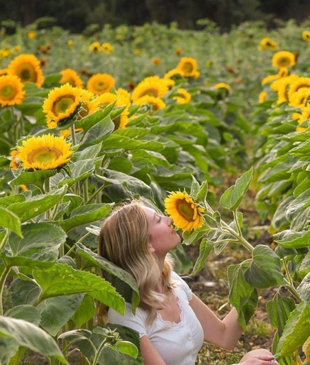 Guest Smells Sunflower In Sunflower Field