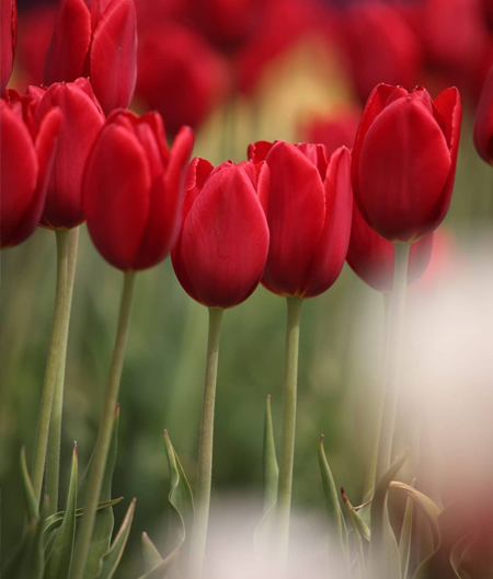 Close Up On Red Tulips