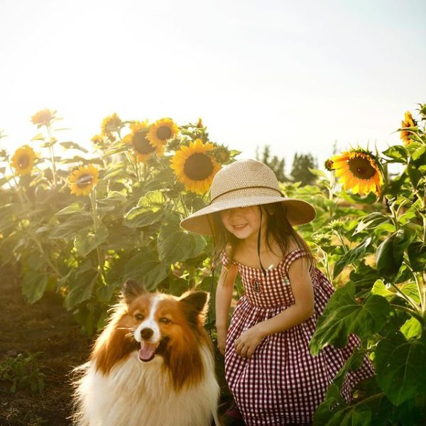 Maris Farms Sunflower Days | Sunflower Festival in Buckley, WA